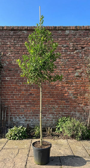 Hoogstam 180 cm