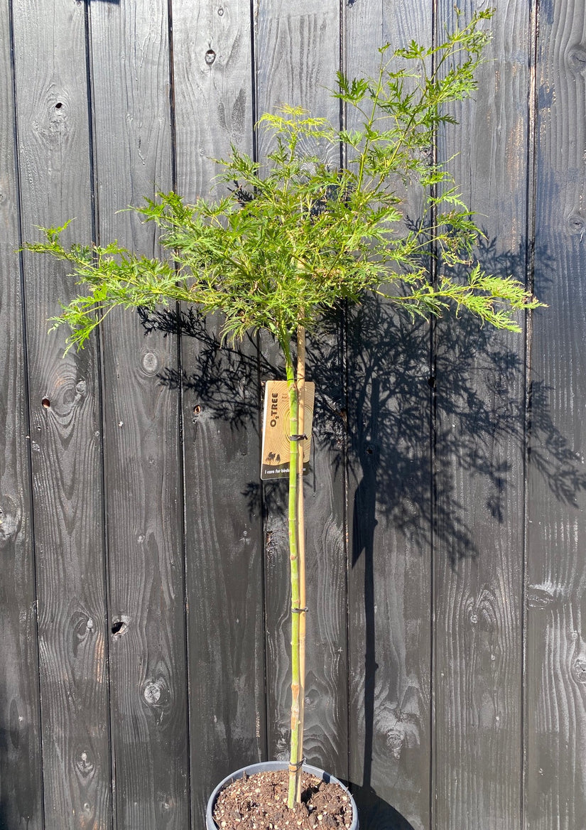 Groene japanse esdoorn acer dissectum op stam in C10 pot 90 cm stam (totale hoogte circa 140-150 cm)