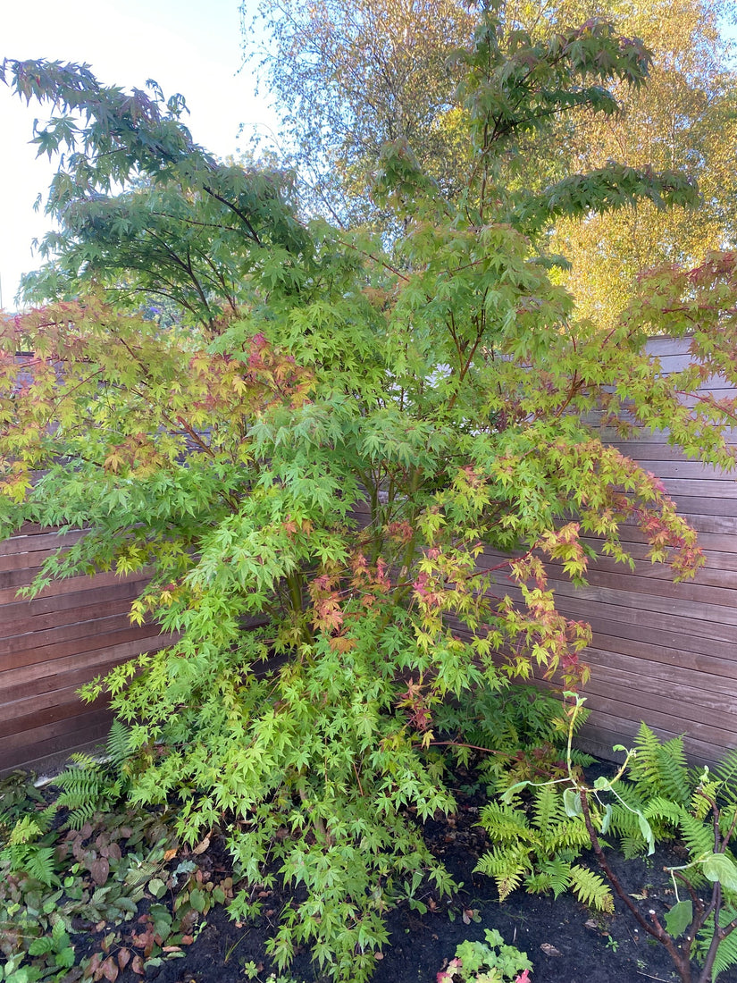 Japanse Esdoorn - Acer palmatum