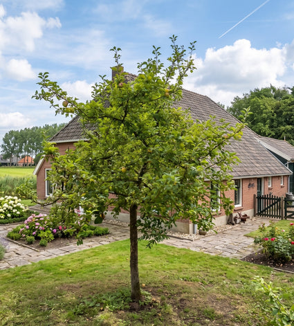volgroeide groninger kroon appelboom op hoge stam