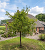 volgroeide groninger kroon appelboom op hoge stam