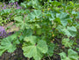 Groot kaasjeskruid - Malva sylvestris