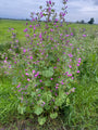 Groot kaasjeskruid - Malva sylvestris