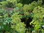 Grote engelwortel - Angelica archangelica