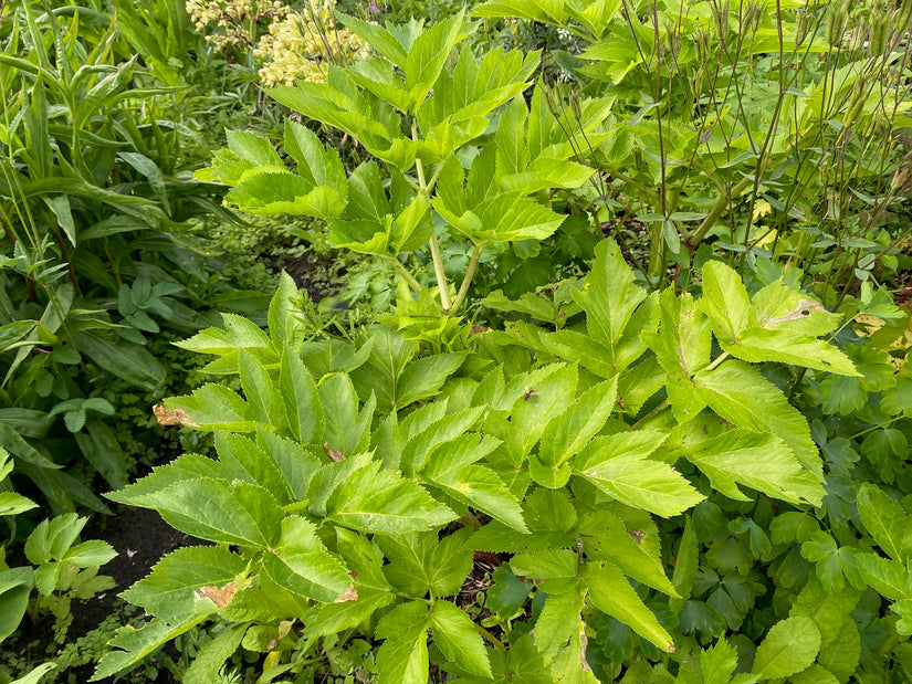 Grote engelwortel - Angelica archangelica