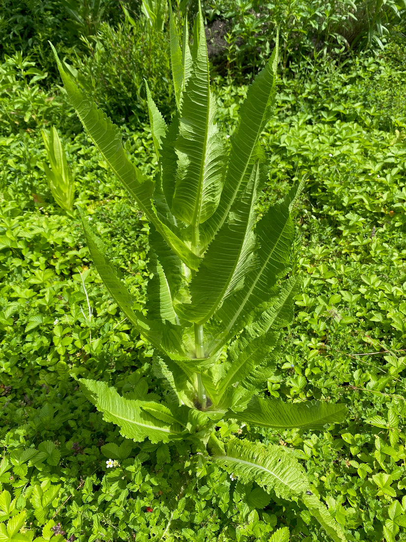 Grote kaardenbol - Dipsacus fullonum