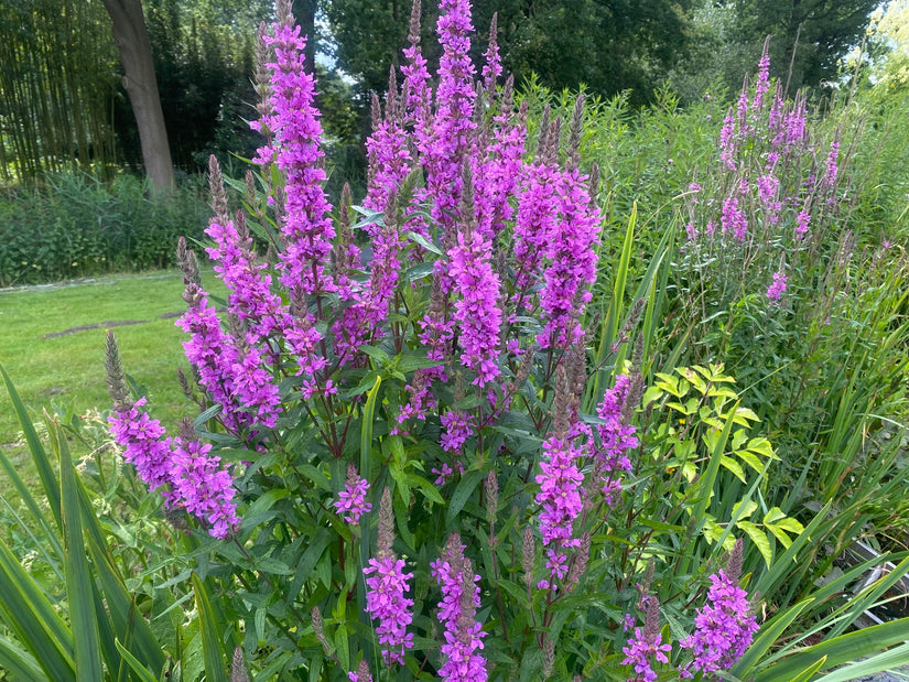 Grote kattenstaart - Lythrum salicaria