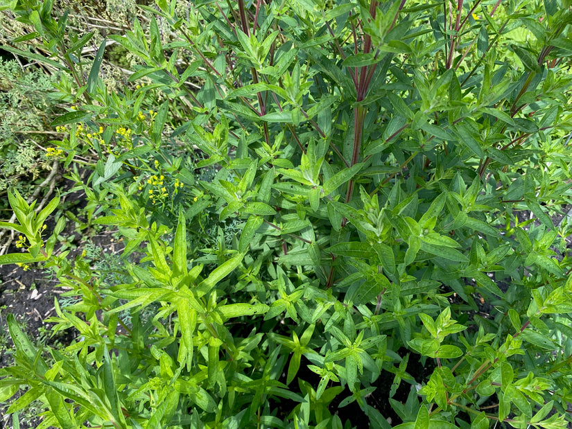 Biologisch Grote kattenstaart - Lythrum salicaria 'Robert'