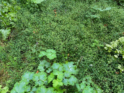 Grote muur - Stellaria holostea