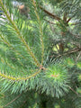 Grove den - Pinus sylvestris