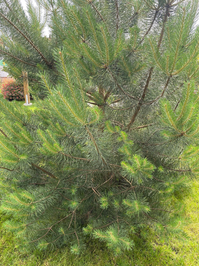 Grove den - Pinus sylvestris