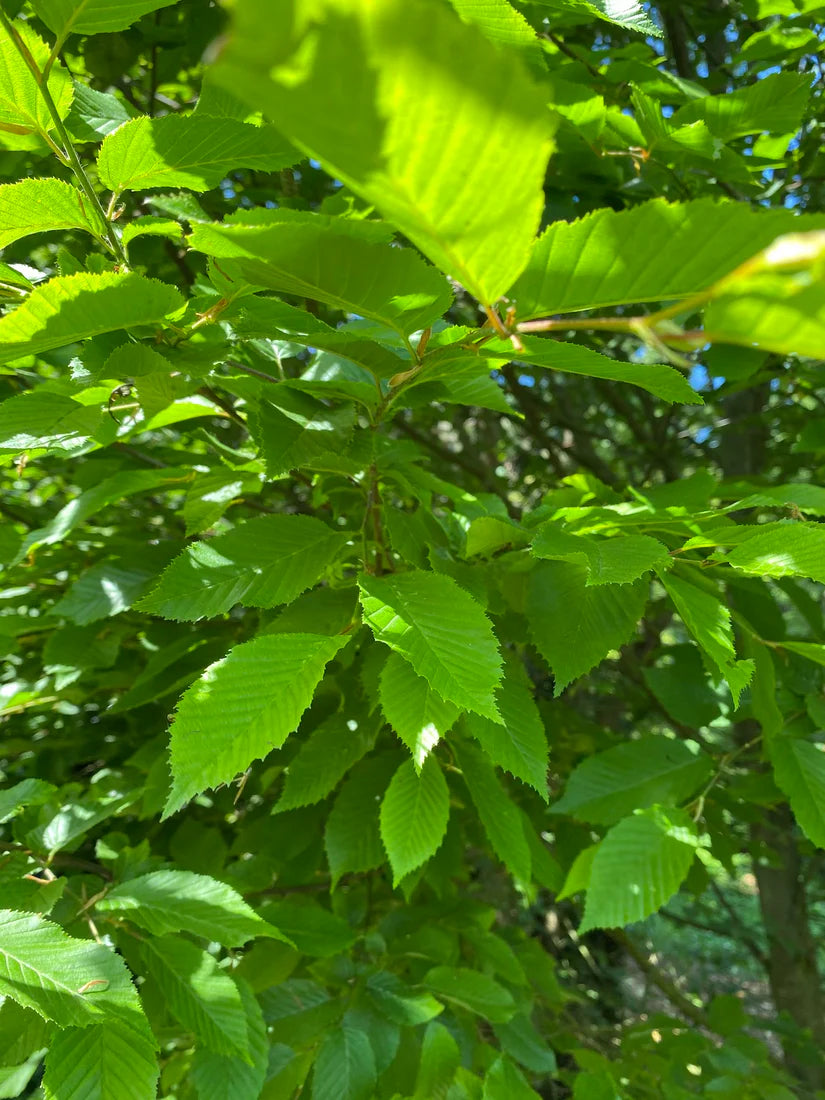 Haagbeuk Dakboom - Carpinus betulus