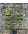 Appelboom Leivorm laagstammig - Malus domestica 'Cox's Orange Pippin'