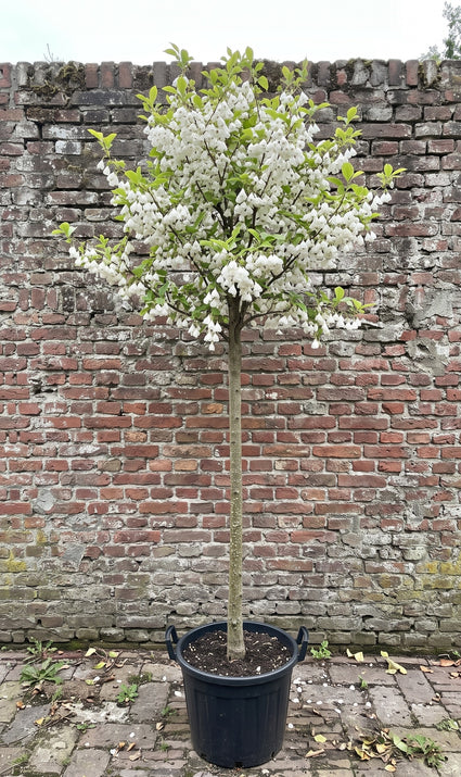 halesia carolina hoogstam boom in bloei