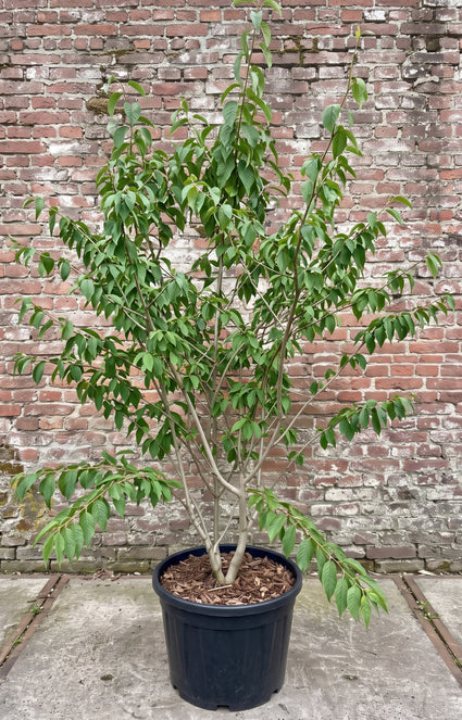 meerstammige sneeuwklokjesboom halesia carolina