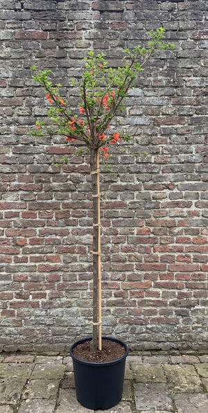 Halfstam 120 cm