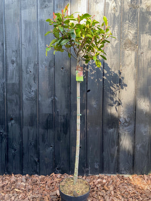 Op stam 100 cm, C10