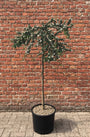 Dwergmispel - Cotoneaster suecicus 'Coral Beauty'
