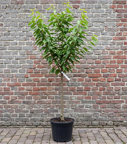 Kersenboom (Halfstam) - Prunus avium 'Regina'