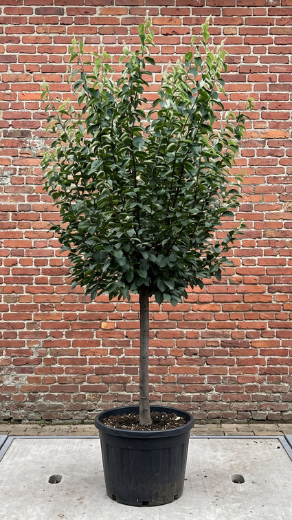 halfstam kweepeer, stamhoogte 100 cm, totale hoogte ca 220 cm