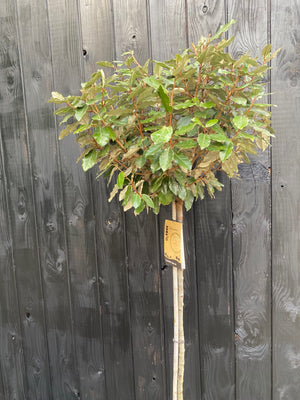 Halfstam 150 cm