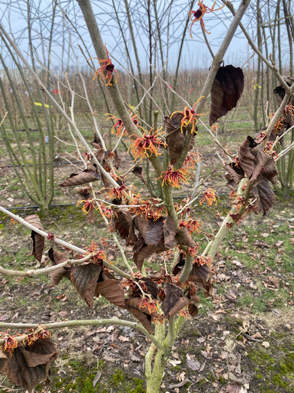 Oranje Toverhazelaar - Hamamelis intermedia 'Jelena'