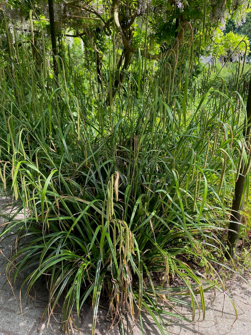 Hangende Zegge - Carex pendula