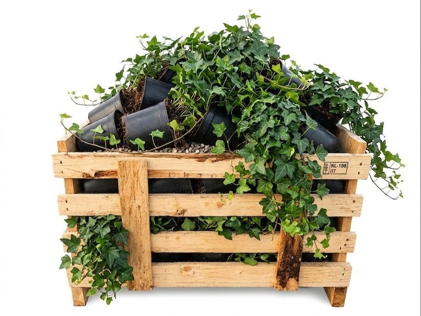 Klimop - Hedera helix Aanbieding 80 stuks