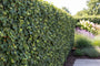 Kant en klare haag Hedera klimop - Wintergroene haag op trellis, 120 cm breed  in 4 hoogtes