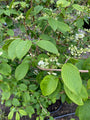 Japanse Sneeuwbal - Viburnum plicatum 'Mariesii'