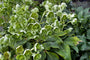 Nieskruid - helleborus argutifolius