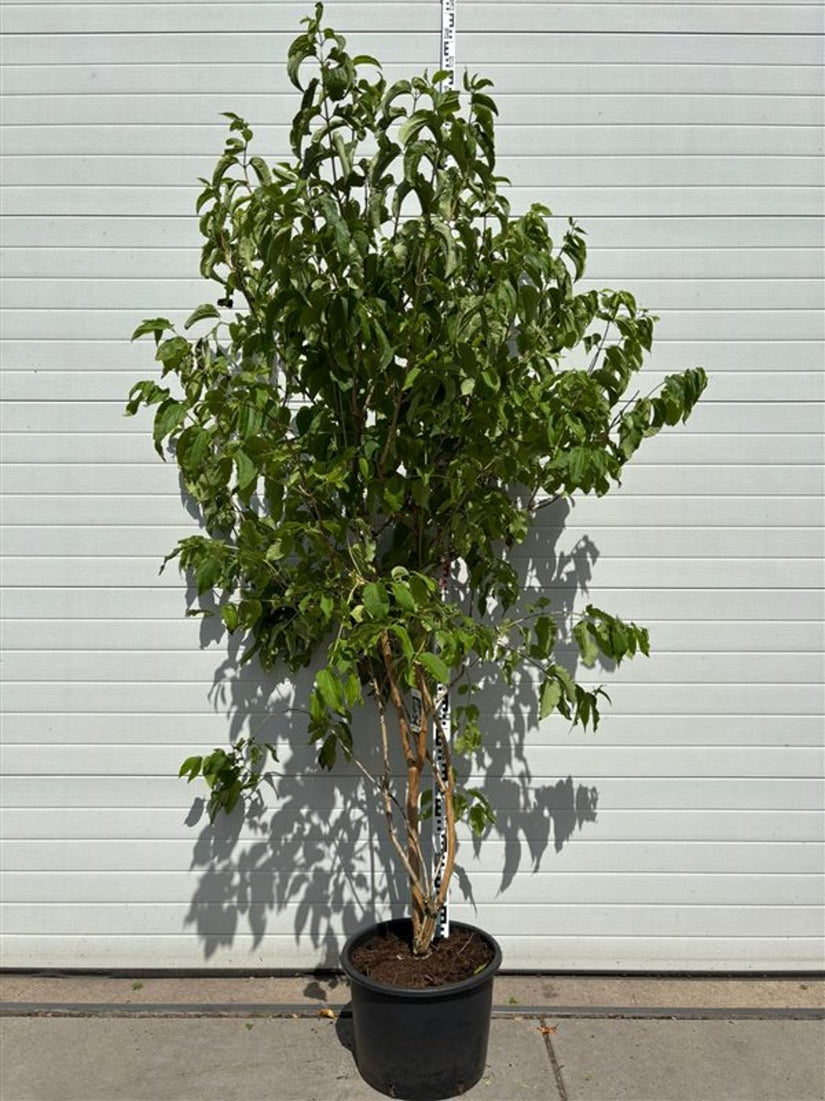 Zevenzonenboom - Heptacodium miconioides