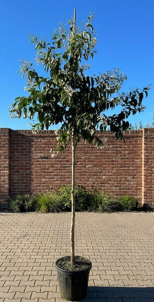 Hoogstam boom XL Prijstip