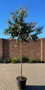 Zevenzonenboom (Hoogstam) - Heptacodium miconioides