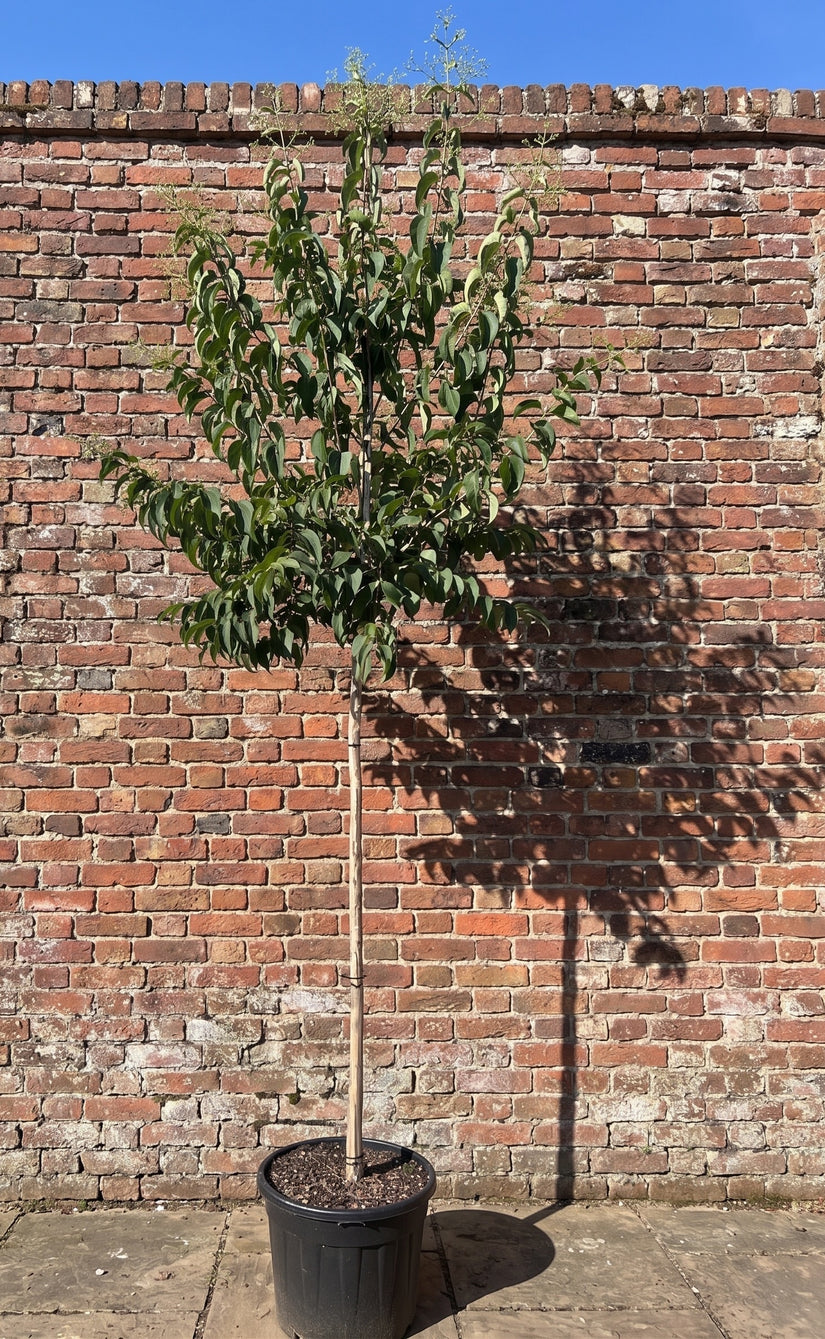 Zevenzonenboom Hoogstam - Heptacodium miconioides