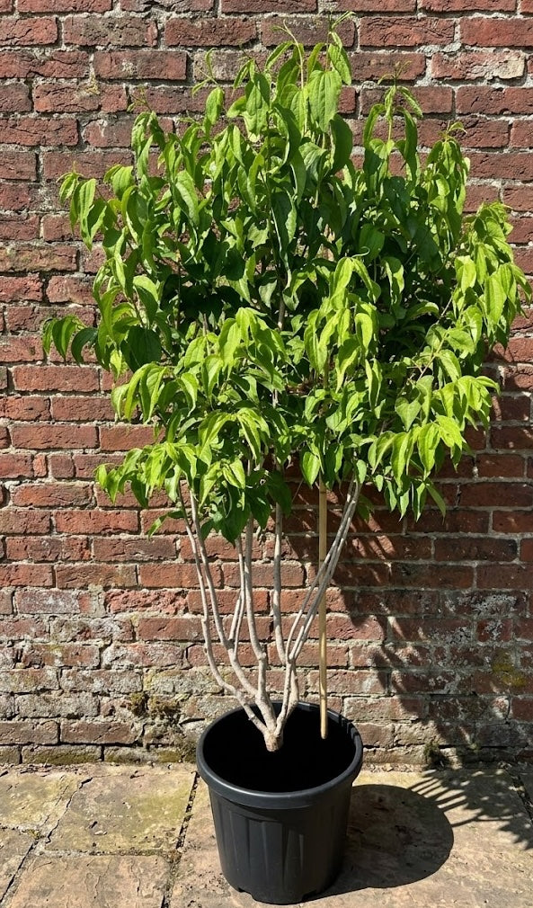 Zevenzonenboom - Heptacodium miconioides