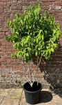 Zevenzonenboom - Heptacodium miconioides