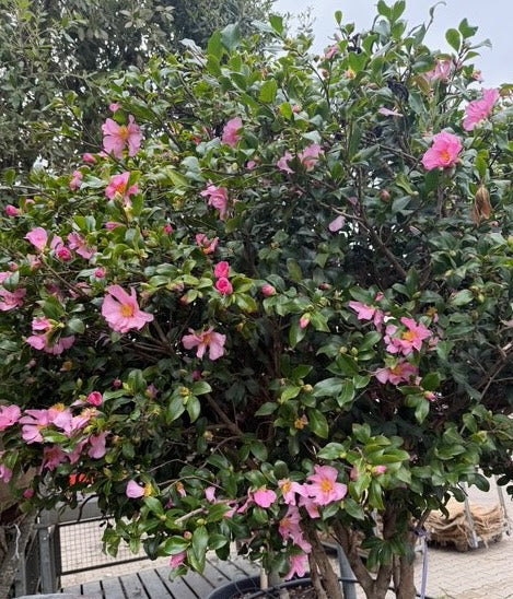 Camelia - Camellia sasanqua (Herfstcamelia)