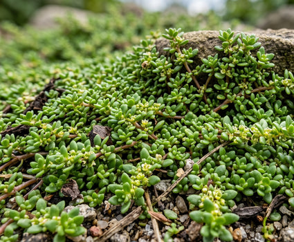Kaal breukkruid - Herniaria glabra