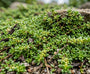 Kaal breukkruid - Herniaria glabra