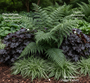 Naaldvaren - Polystichum setiferum 'Herrenhausen' (Wintergroene varen)