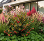 Hertshooi - Hypericum 'Miracle Attraction'