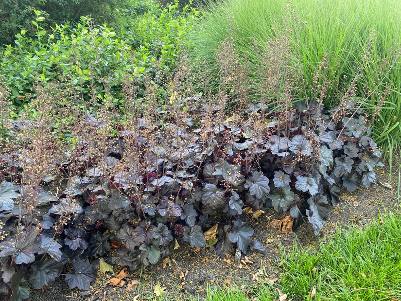 Biologisch Purperklokje - Heuchera micrantha 'Palace Purple'