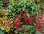 Heuchera sanguinea 'Ruby Bells' met struikklimop hedera arborescens struikvorm, elfenbloem rubrum, rodgersia aescifolia en brunnera macrophylla