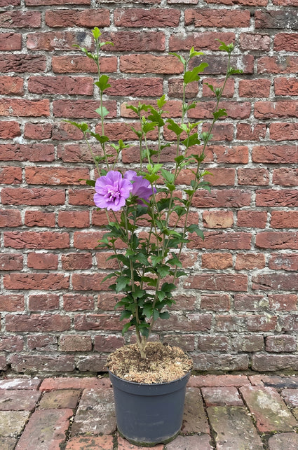 Altheastruik - Hibiscus syriacus 'Lavender Chiffon'
