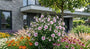 Heemstroos - Hibiscus syriacus 'Hamabo'