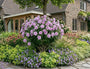 volgroeide hibiscus lavender chiffon in bloei met vaste planten als geranium rozanne en vrouwenmantel 'alchemilla' mollis.