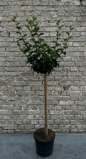 Halfstam 90 cm, C10 pot