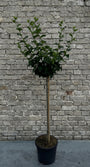 Althaeastruik op stam (Blauw) - Hibiscus syriacus 'Oiseau blue' Halfstam