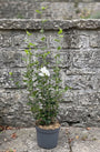 Altheastruik (Wit) - Hibiscus syriacus 'White Chiffon'